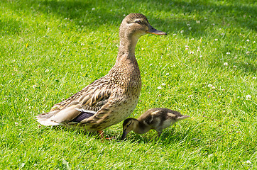 Image showing Ducks