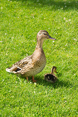 Image showing Ducks