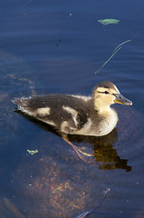 Image showing Duck