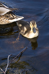 Image showing Ducks