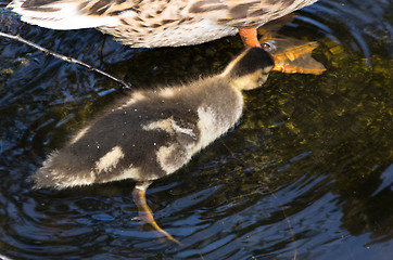 Image showing Ducks