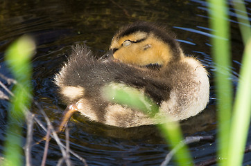 Image showing Duck