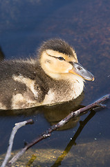 Image showing Duck