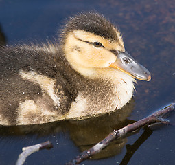 Image showing Anas platyrhynchos