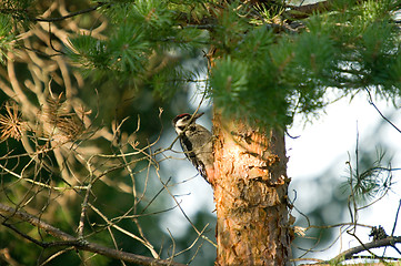 Image showing Dendrocopos major