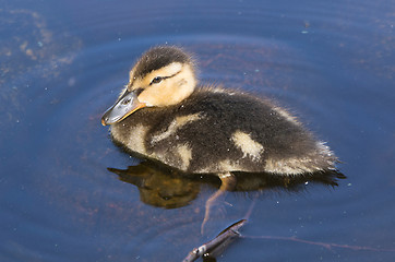 Image showing Anas platyrhynchos