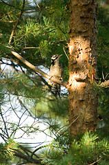 Image showing Woodpecker