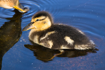 Image showing Duck