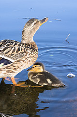 Image showing Ducks