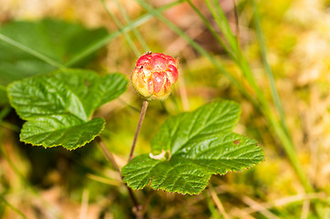 Image showing Cloudberry