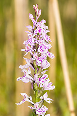 Image showing Flowers