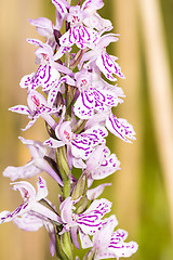 Image showing Blossoms