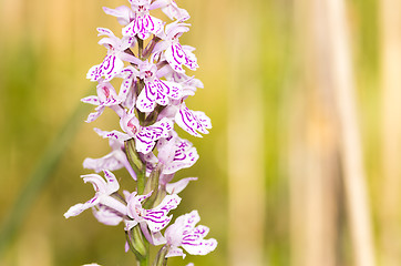 Image showing Blossoms