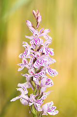 Image showing Blossoms