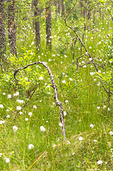 Image showing Swamp