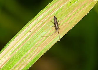 Image showing Larva