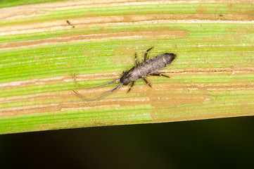 Image showing Maggot