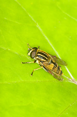 Image showing Hoverfly
