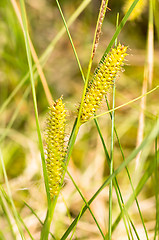 Image showing Flowers