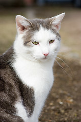 Image showing Domestic cat