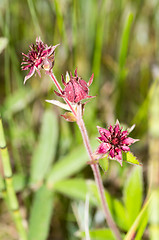 Image showing Flowers