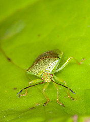 Image showing Heteroptera