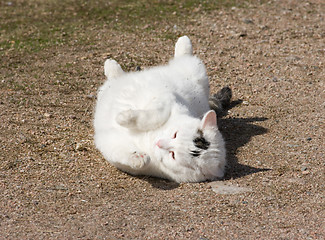 Image showing Domestic cat