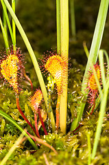 Image showing Drosera