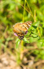 Image showing Butterfly