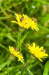 Image showing Hoverflies