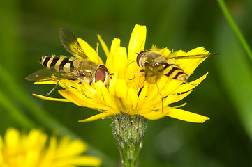 Image showing Hoverflies