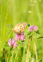 Image showing Butterfly