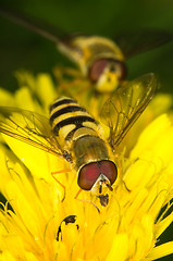 Image showing Hoverflies