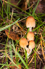 Image showing Mushrooms