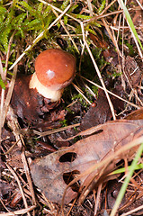 Image showing Mushroom