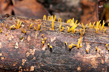 Image showing Mushrooms