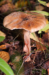 Image showing Mushroom