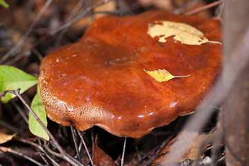 Image showing Mushroom