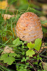 Image showing Fly agaric