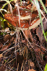 Image showing Mushroom