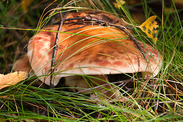 Image showing Mushroom