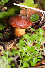 Image showing Mushroom