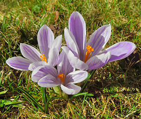 Image showing crocus flowers