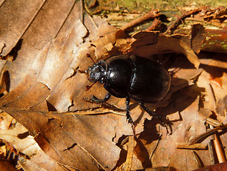 Image showing dung beetle