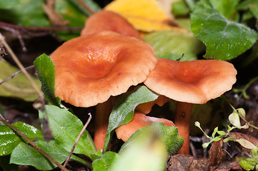 Image showing Mushrooms