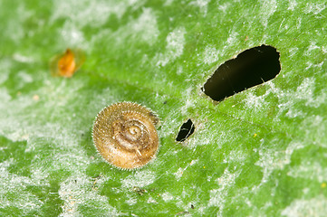 Image showing Gastropoda