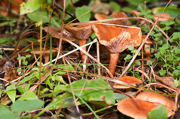 Image showing Mushrooms