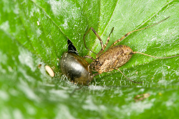 Image showing Spider