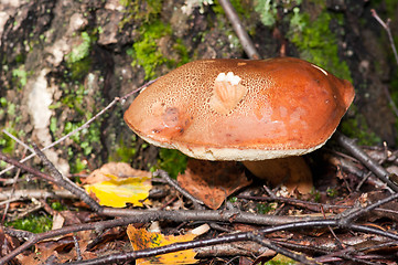 Image showing Mushroom