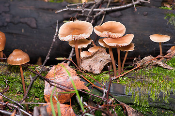 Image showing Mushrooms